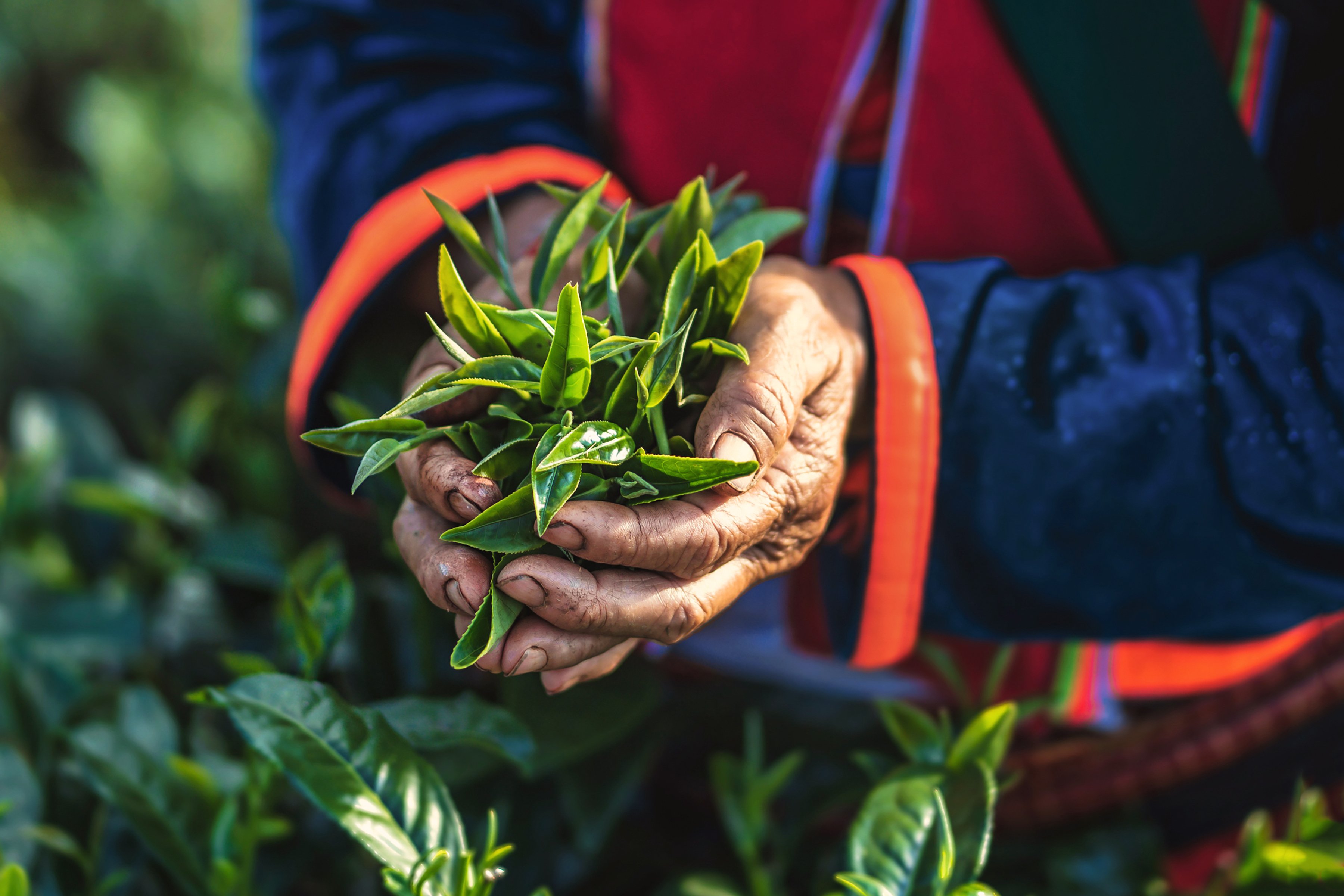 Guide to Black Tea Why Do Teas Taste So Different + Tips for Choosing